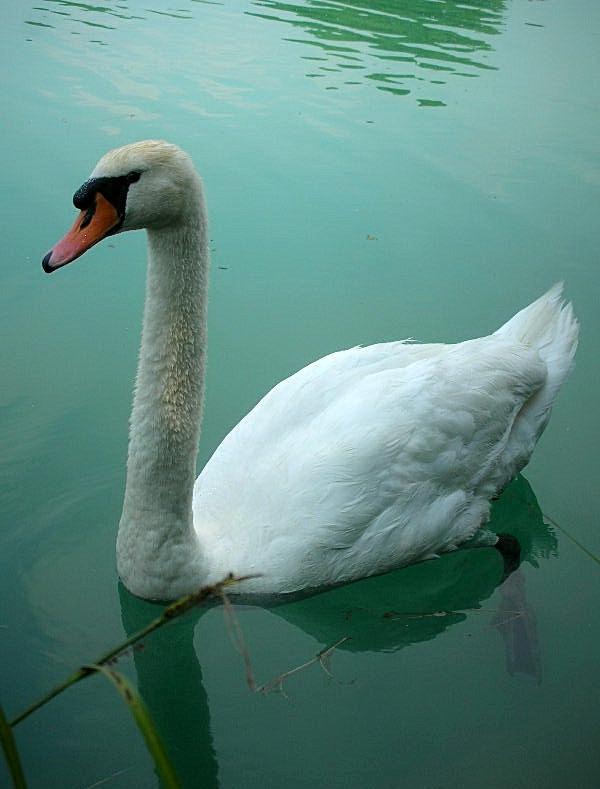 Cigno reale - Cygnus Olor